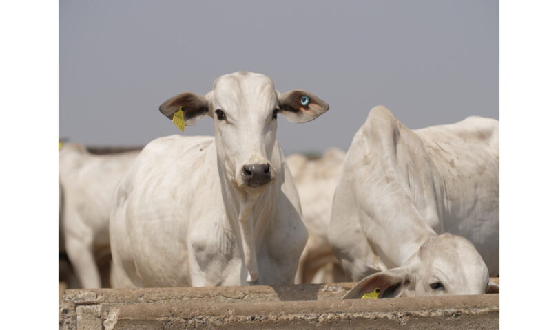 JBS et ses partenaires font don de 3 millions d’étiquettes pour améliorer la traçabilité du bétail dans le Pará