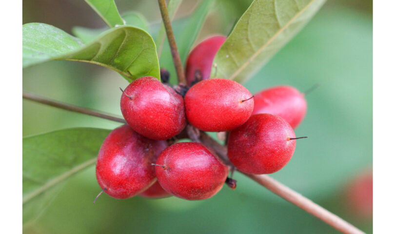 The Next Generation ‘OS’ of Sweetening Has Arrived