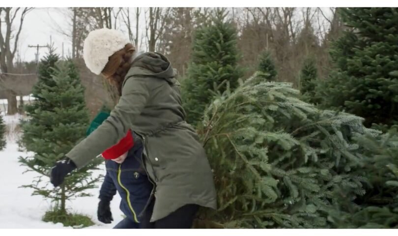 Actual Christmas Tree Provide is Sturdy and Considerable National