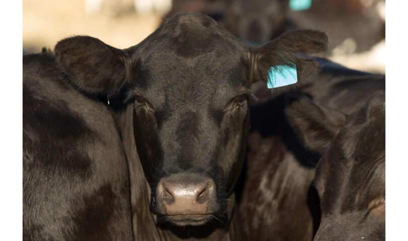 Rumin8 acquires ROAM Agriculture to expand product range